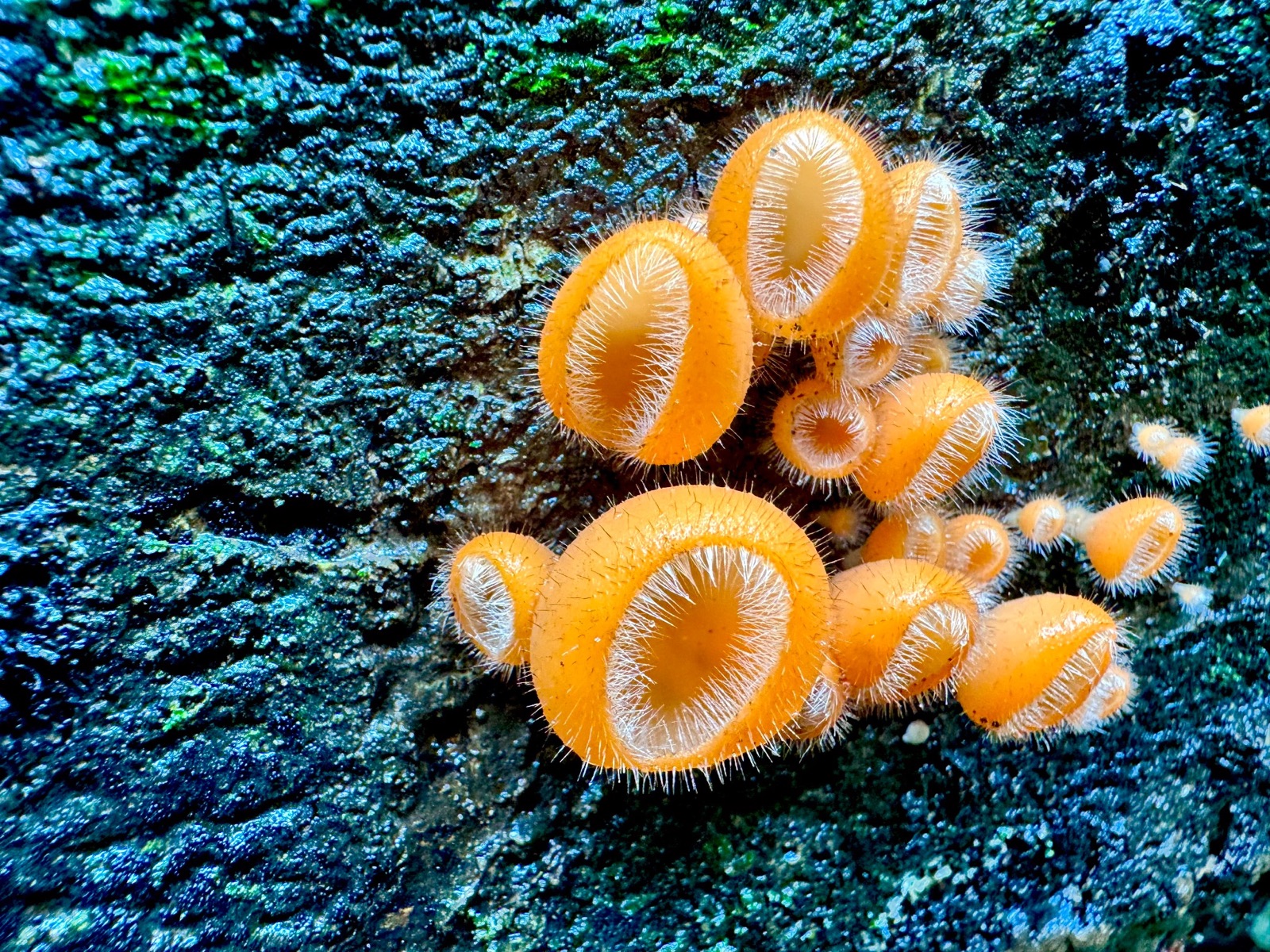Orange fungi growing on textured bark